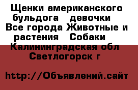 Щенки американского бульдога ( девочки) - Все города Животные и растения » Собаки   . Калининградская обл.,Светлогорск г.